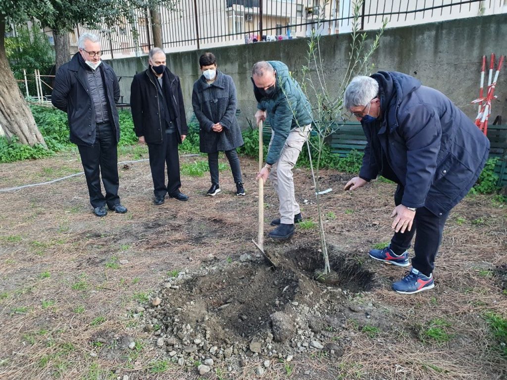 olivo bianco reggio calabria