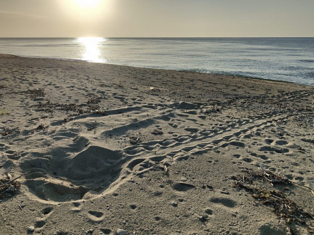 Tartaruga Caretta caretta