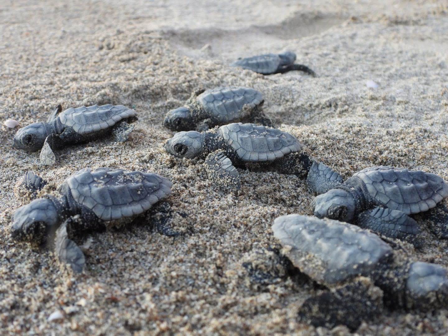 Tartarughe Caretta Caretta